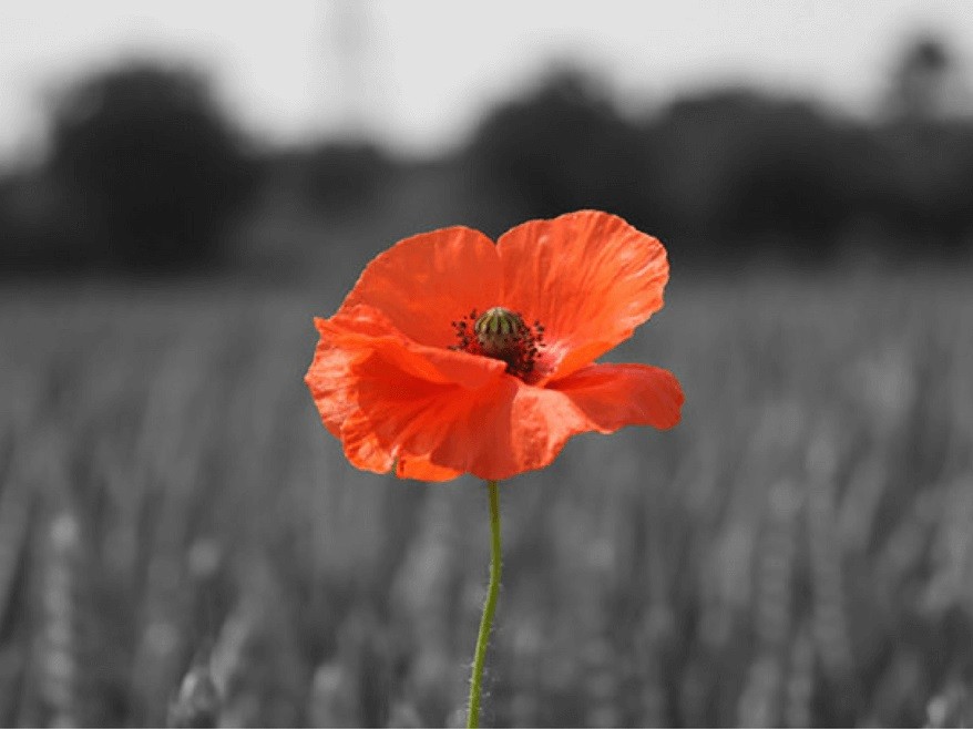 Minute silence for Remembrance Sunday this weekend