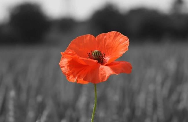 Minute silence for Remembrance Sunday this weekend